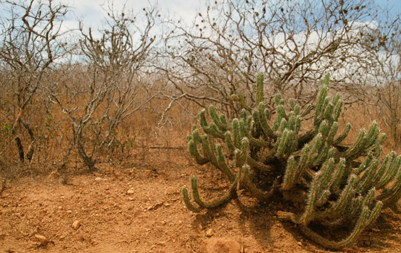 A caatinga de Gucoff